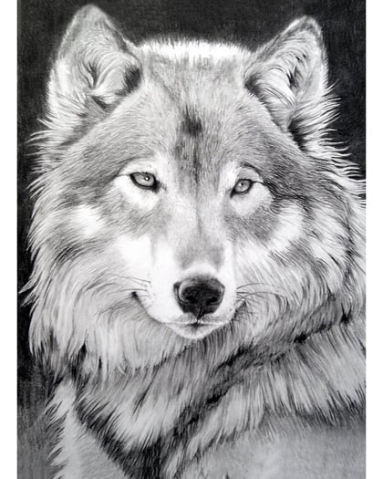 Grey Wolf From Wizardi - Diamond Painting - Kits - Casa Cenina