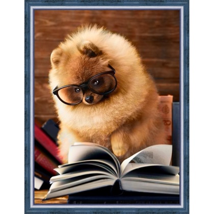 Reading Pomeranian From Artibalta - Diamond Painting - Kits - Casa